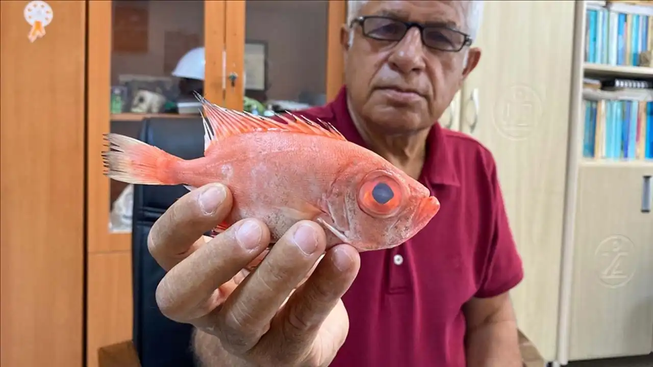 Tropik sulardan gelen ‘mandagöz’ balık türü, Antalya’da ilk kez görüldü haberinin görseli