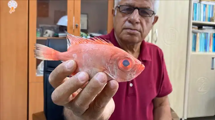 Tropik sulardan gelen ‘mandagöz’ balık türü, Antalya’da ilk kez görüldü
