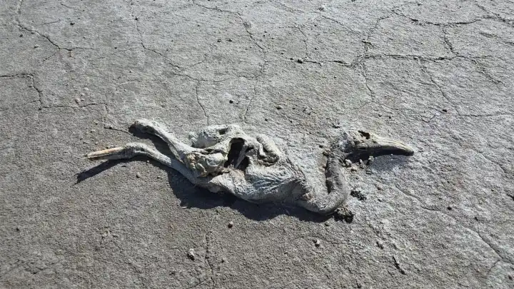 Tuz Gölü’nde 2 bin flamingo yavrusu öldü