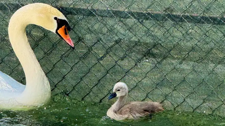 Kuğulu Park’ta 15 yıl sonra gelen mucize: Beyaz kuğu yavrusu doğdu