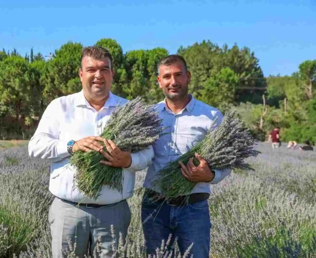 Seferihisar’da Lavanta Hasat Şenliği başlıyor  haberinin görseli