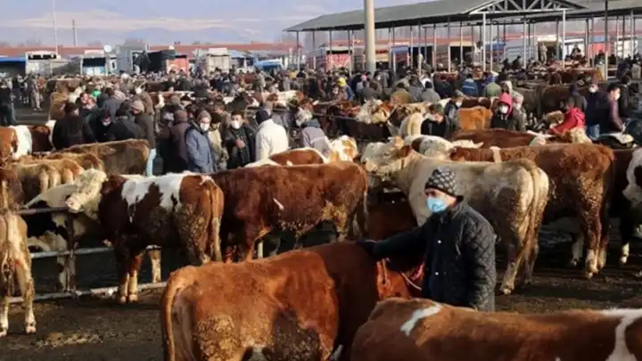 Bakanlık açıkladı: Tüm hayvan pazarları kapatıldı