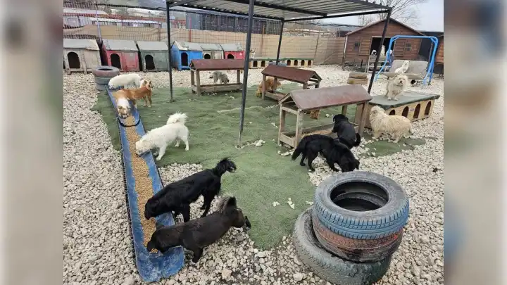 Hepsiburada’dan potadan patiye desteği: Sokak hayvanlarına 4 ton mama!