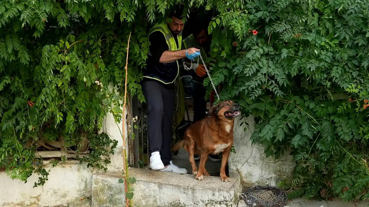 İzmir haber: Seferihisar’daki yangında mahsur kalan kedi ve köpekelr kurtarıldı haberinin görseli