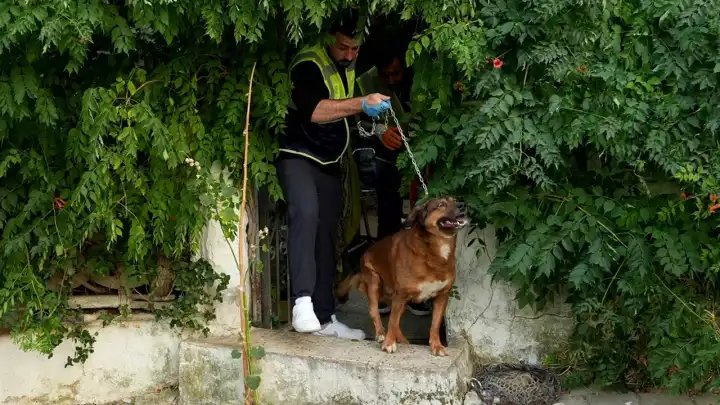 İzmir haber: Seferihisar’daki yangında mahsur kalan kedi ve köpekelr kurtarıldı