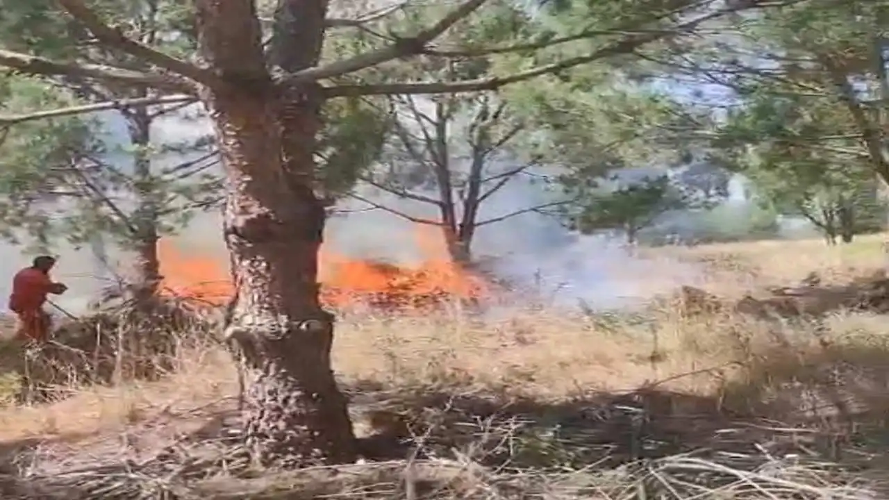 Bursa'da ağaçlık alanda yangın: Müdahale devam ediyor! haberinin görseli