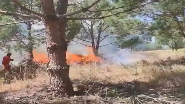 Bursa'da ağaçlık alanda yangın: Müdahale devam ediyor!