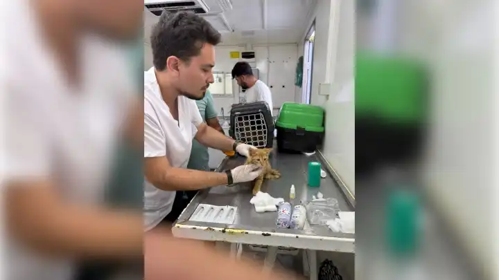 Büyükşehir yangın bölgelerindeki canlıların yardımına koştu