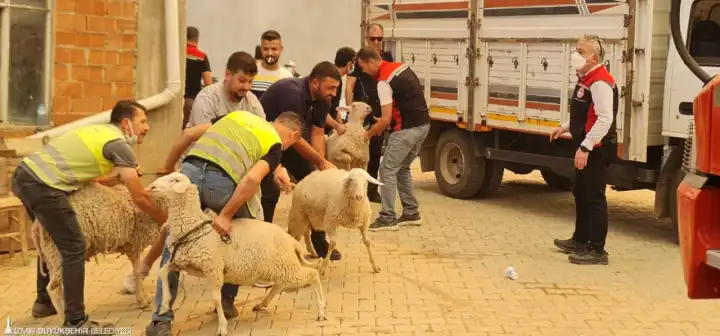 Ödemiş’te orman yangını: Hayvanlar kamyonlarla tahliye ediliyor