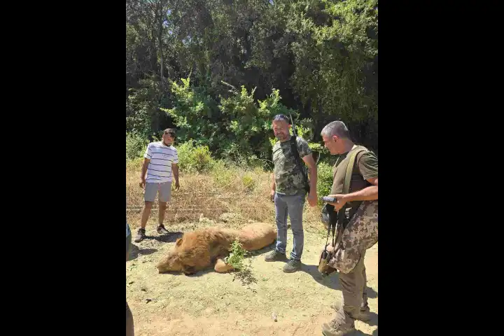Antalya'da hayvanat bahçesinden kaçan aslan bir kişiyi yaraladı