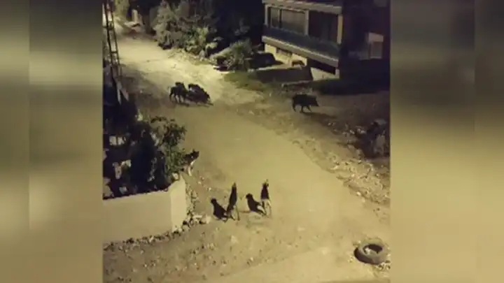 Domuz sürüsü merkeze indi! 