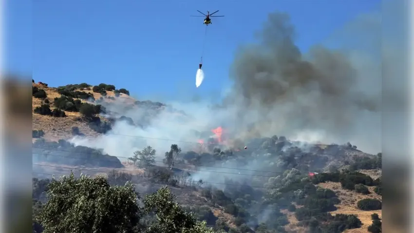 Aydın'da zeytinlik alanda yangın! haberinin görseli
