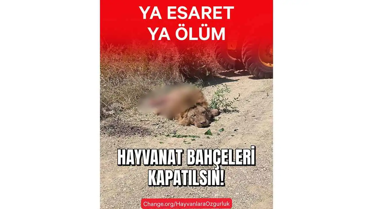 Hayvan hakları savunucuları ayakta: Zulüm değil, yaşam hakkı istiyoruz  haberinin görseli