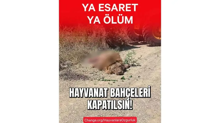 Hayvan hakları savunucuları ayakta: Zulüm değil, yaşam hakkı istiyoruz  haberinin görseli