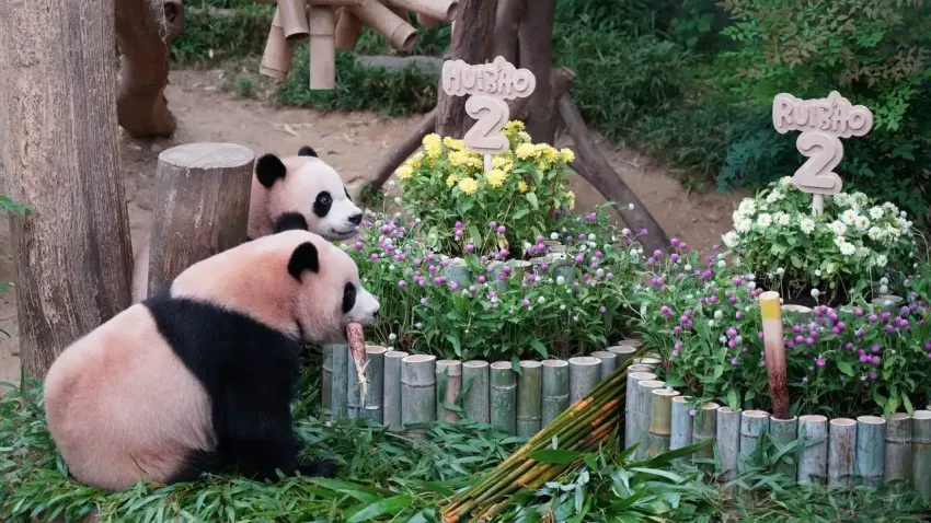 İkizlere doğum günü partisi haberinin görseli
