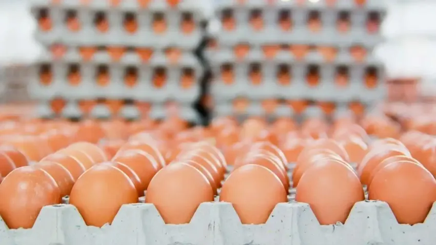 Yumurta fiyatlarına dev zam geldi!