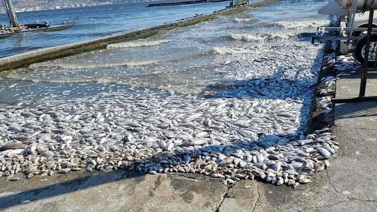 Körfezin bağışıklık sistemi zayıf: İzmir Körfezi’nde yeniden balık ölümleri yaşanabilir haberinin görseli