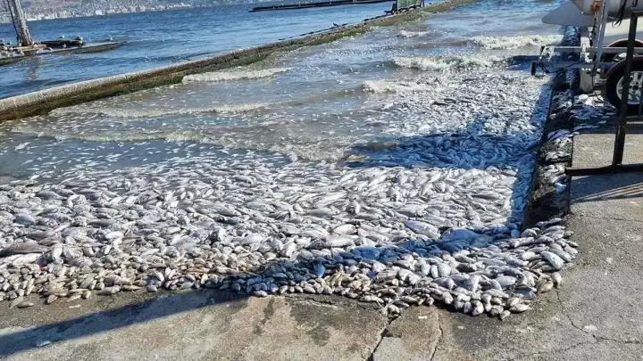 Körfezin bağışıklık sistemi zayıf: İzmir Körfezi’nde yeniden balık ölümleri yaşanabilir