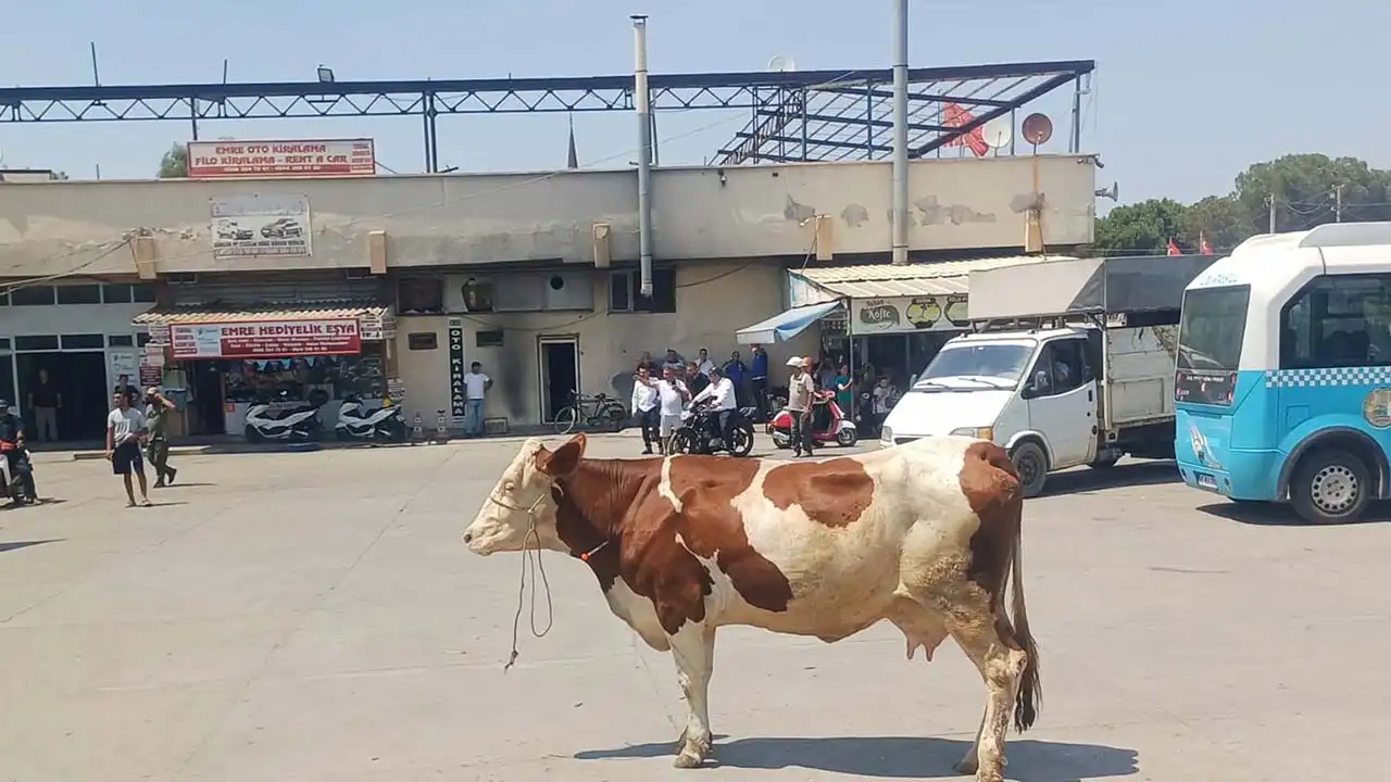 Çılgın inek Manisa'yı birbirine kattı haberinin görseli