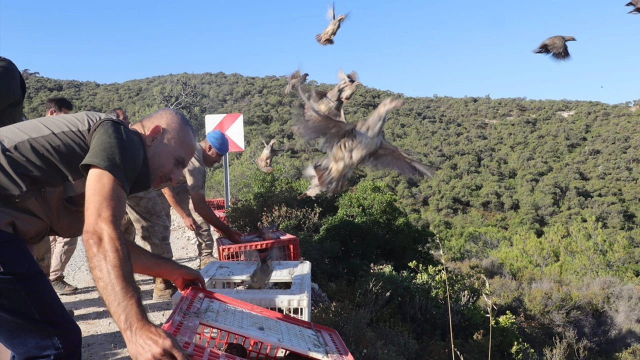 İzmir’de 1500 kınalı keklik doğaya salındı başlıklı video haberin görseli