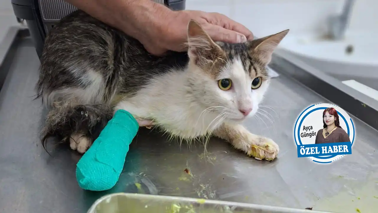 İzmir’de yangınlardan etkilenen hayvanları kurtarma mücadelesi haberinin görseli