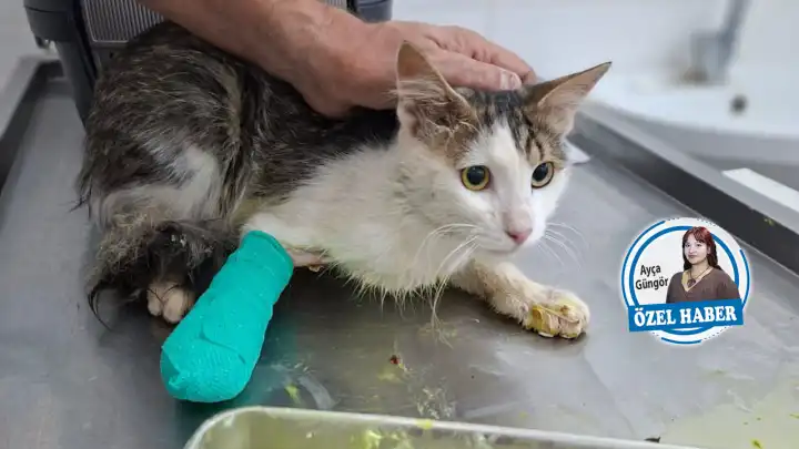 İzmir’de yangınlardan etkilenen hayvanları kurtarma mücadelesi