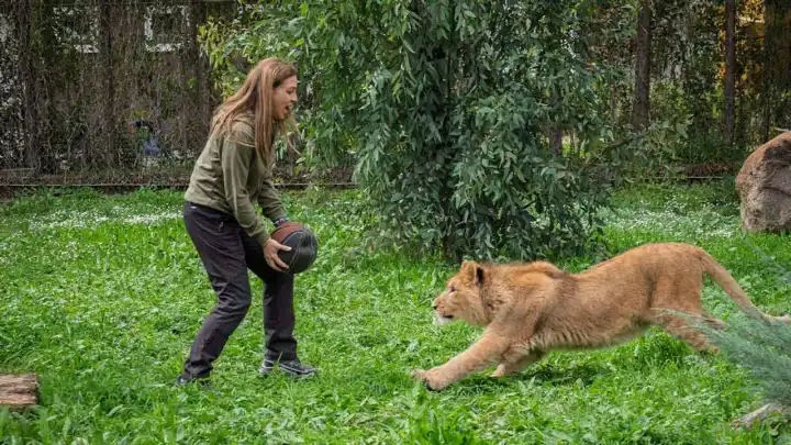 Aslan Pars, Doğal Yaşam Parkı’nda diğer aslan tarafından öldürüldü