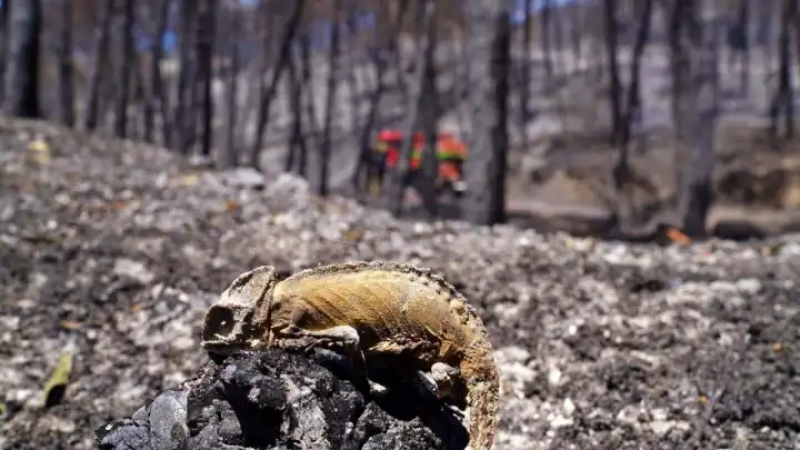 Orman yangınları sadece ağaçları değil, yaban hayatını da yok ediyor! haberinin görseli
