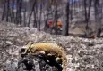 Orman yangınları sadece ağaçları değil, yaban hayatını da yok ediyor!