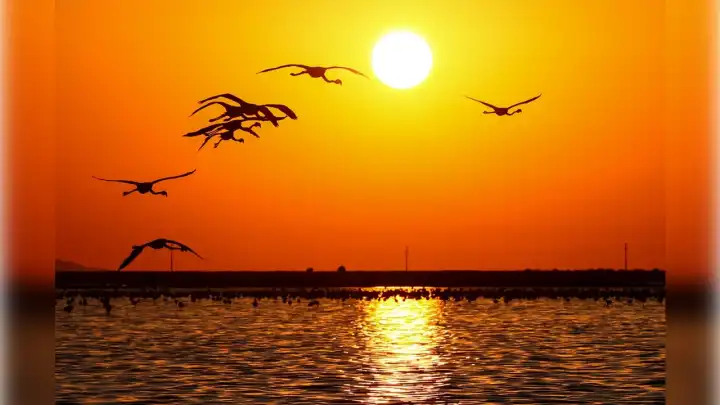Flamingo yavruları “kreşten” çıkmaya hazırlanıyor 