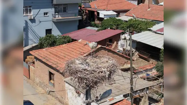 İzmir haber: Leyleğin kurtarılması için sosyal medyadan çağrıda bulundu