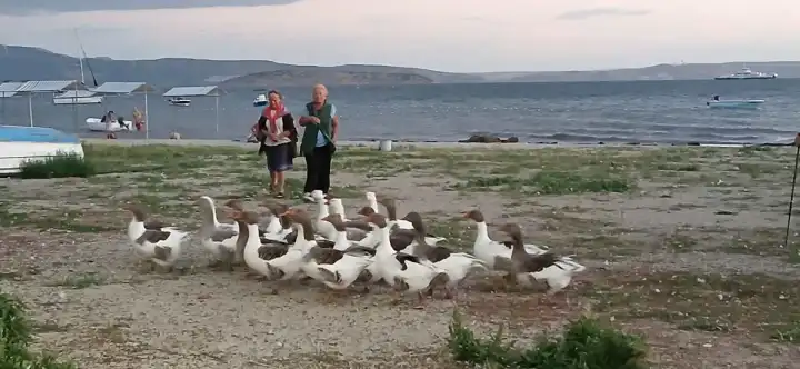 Denizde yüzdükleri için CİMER’e şikayet etmişlerdi: Kümese kapatılan kazların 8'i öldü