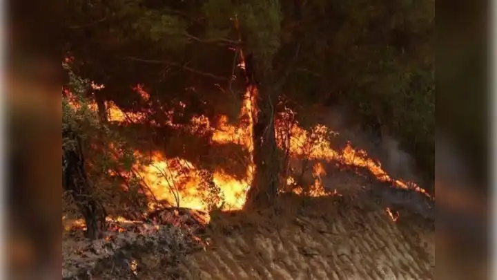 Manisa'da orman yangını: 2 gözaltı!
