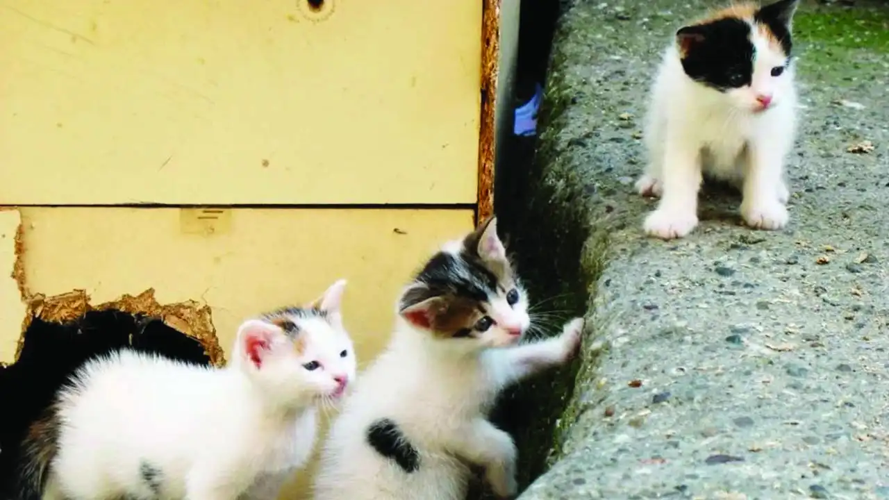 Narlıdere Belediyesi’nden sahipsiz kedilere kısırlaştırma hizmeti haberinin görseli