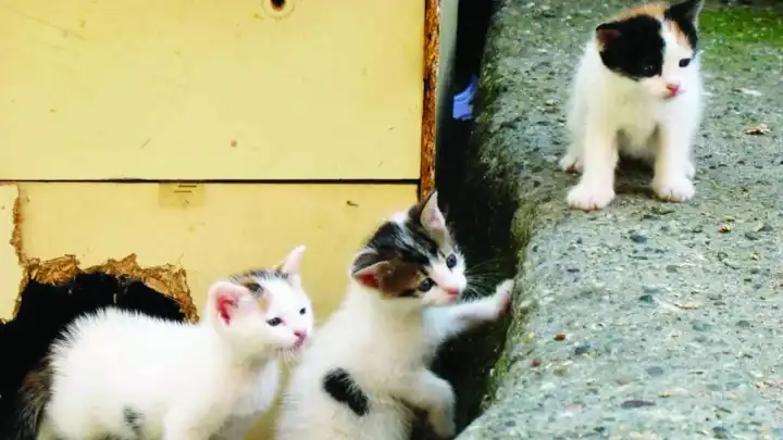Narlıdere Belediyesi’nden sahipsiz kedilere kısırlaştırma hizmeti haberinin görseli