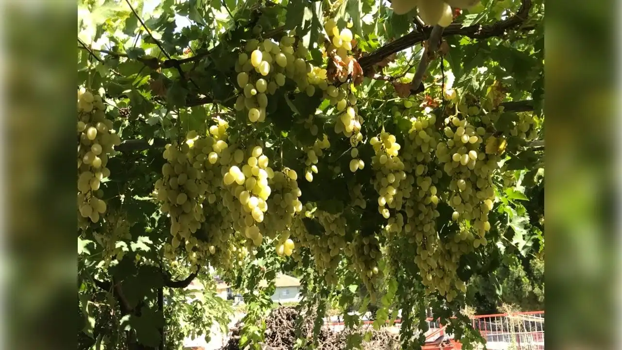 Superior Seedless üzümü nedir? Superior Seedless üzümü özellikleri haberinin görseli