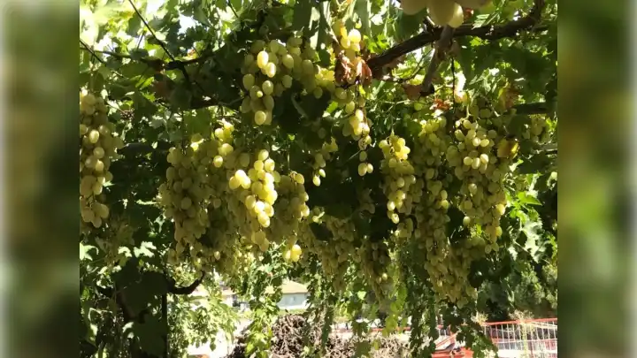 Superior Seedless üzümü nedir? Superior Seedless üzümü özellikleri