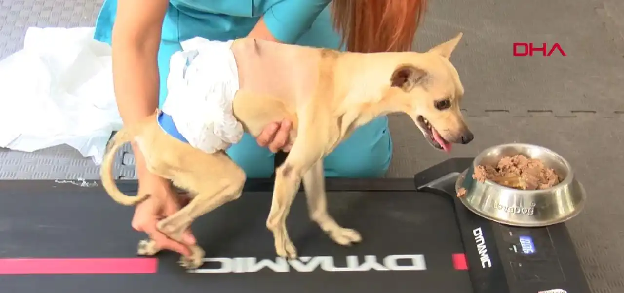 Ayrılan çift, engelli kalan köpeği klinikte terk etti haberinin görseli