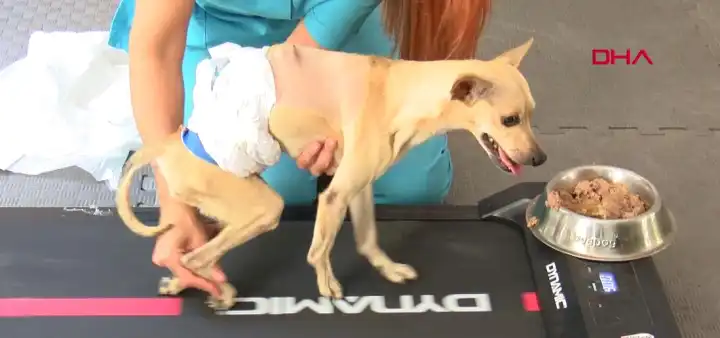 Ayrılan çift, engelli kalan köpeği klinikte terk etti haberinin görseli