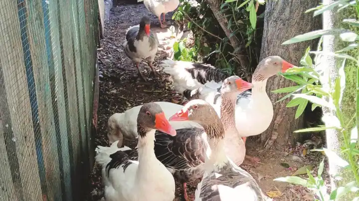 Ölen kazlar için HAYTAP’tan soruşturma talebi