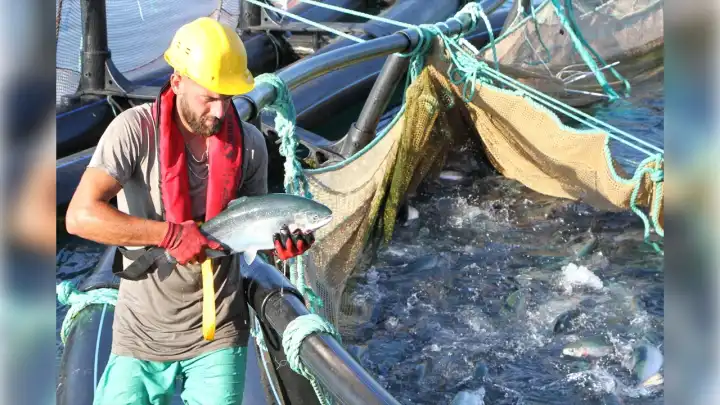 Türk su ürünleri ihracatında dev artış: 132 bin 500 ton ürün satıldı! 