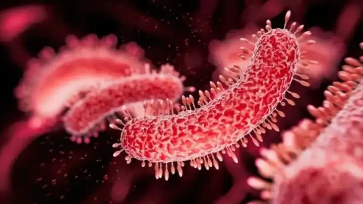 Denizlerin sessiz tehdidi: Vibrio bakterisi nedir, nasıl bulaşır? Hayati riskler ve korunma yolları