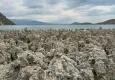 Mikrobiyalit nedir ne işe yarar? Mikrobiyalit kolonisi nedir? Mikrobiyalit nasıl oluşur?
