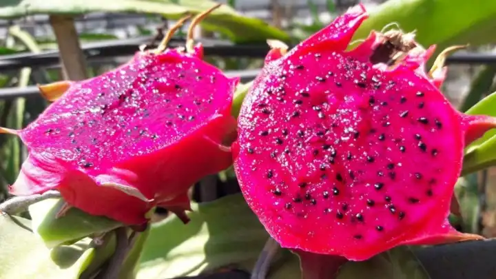 Pitaya nedir? Renkli meyve neden bir anda Türkiye'nin yeni gözdesi oldu?