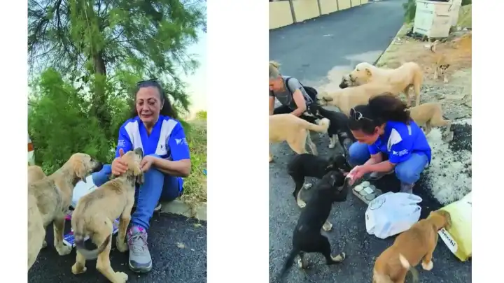 HAYTAP’tan sokak hayvanları için paraziter tedavi seferberliği
