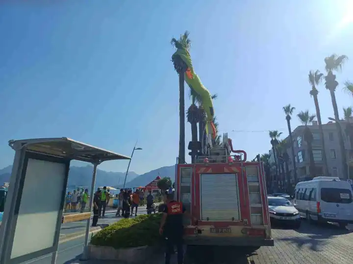 Marmaris’te deniz paraşütü palmiye ağacına takıldı
