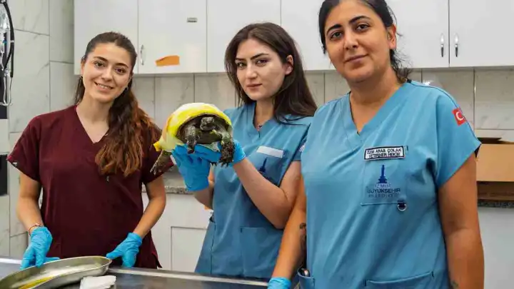 Bayındır yangınından kurtarılan kaplumbağanın tedavisi devam ediyor