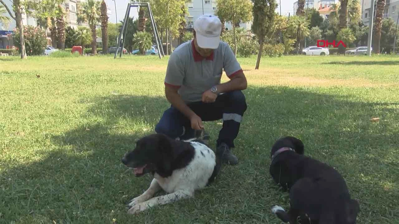 İzmir'de temizlik görevlisi ile sokak köpeğinin 11 yıllık dostluğu görenlerin içini ısıtıyor başlıklı video haberin görseli