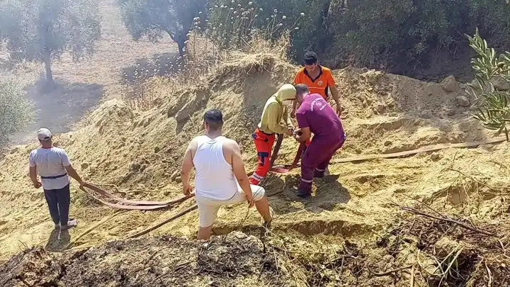 Aydın'daki yangında zeytinlik alan zarar gördü