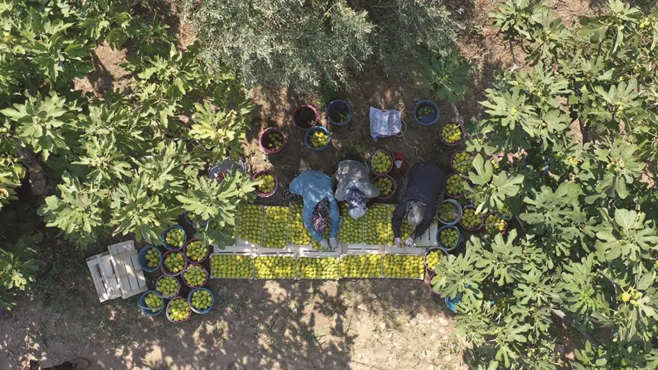 Aydın incir işçisi bunaltıcı sıcakta hasat mesaisi yapıyor